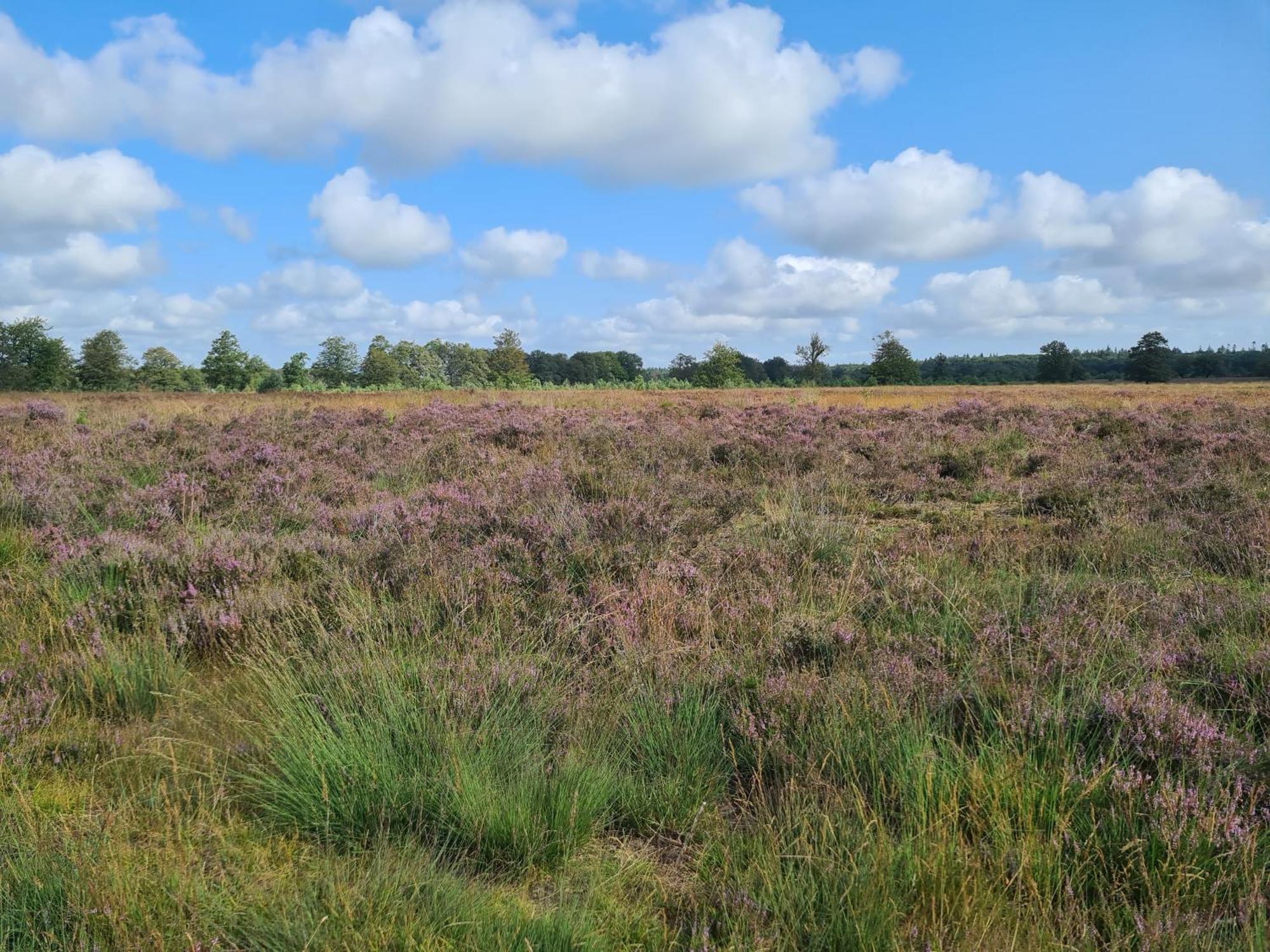 De Uilenhoeve Holiday home